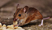 24 Hour & Emergency Exterminators in Rock Creek, WV